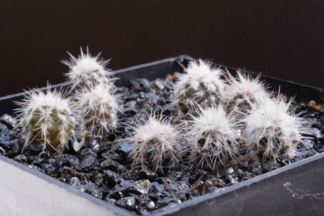 Eulychnia_saint_pieana